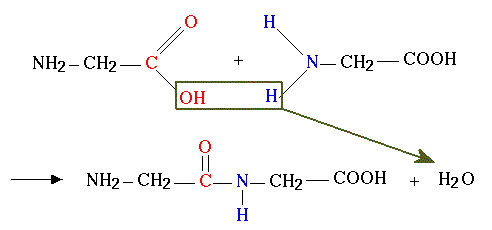 peptididoksen muodostuminen