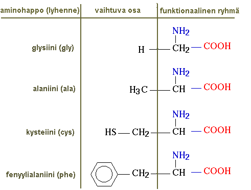 erilaisia aminohappoja