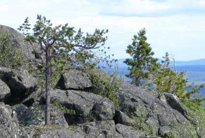 Kivikossa kasvava puu